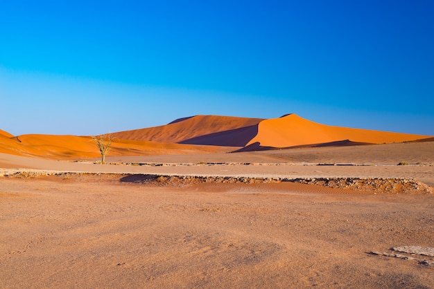 Dunes de sable dans le désert du namib à l'aube, excursion dans le magnifique parc national de namib naukluft. Photo Premium