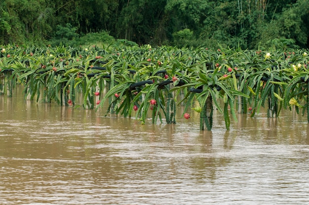 Les Eaux Profondes Inondent La Pitaya Biologique Ou La Ferme - 