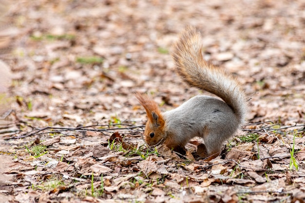 Ecureuil Drole Prudent Cherchant De La Nourriture Dans La Foret Photo Premium