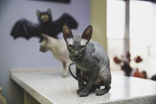 Effrayant Jeune Chat Noir Don Sphynx Avec Chauve Souris En Papier Noir Photo Premium