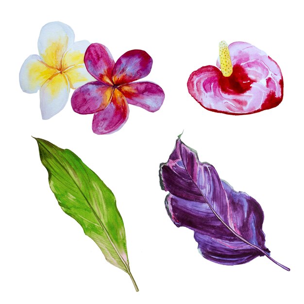 Ensemble De Clipart Aquarelle Fleurs Tropicales Illustration De Fleurs Exotiques Photo Premium