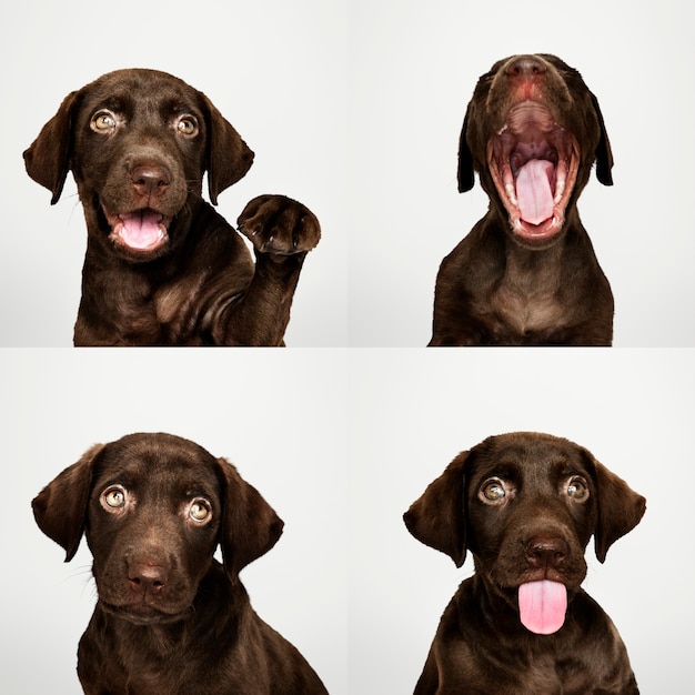 Ensemble De Portraits D Un Adorable Chiot Labrador Retriever Au Chocolat Photo Gratuite