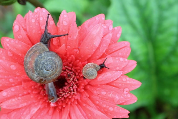 Escargot Mere Et Bebe Escargot Se Detendre Ensemble Sur Fleur De Gerbera Rose Corail Avec Des Gouttelettes D Eau Photo Premium