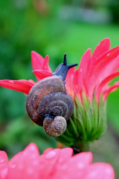 Escargot Mere Portant Un Escargot Bebe Sur Sa Coquille Grimpant Sur Une Fleur Rose Vif Photo Premium