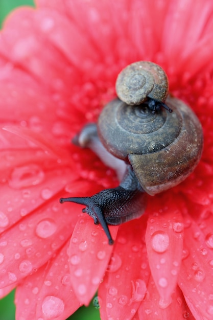 Escargot Mere Transportant Bebe Escargot Sur Sa Coquille De Detente Sur Une Fleur De Gerbera Rose Corail Avec De Nombreuses Gouttelettes D Eau Photo Premium