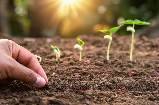 Etape De Croissance Des Plantes Avec Le Lever Du Soleil Concept Agriculture En Jardin Photo Premium