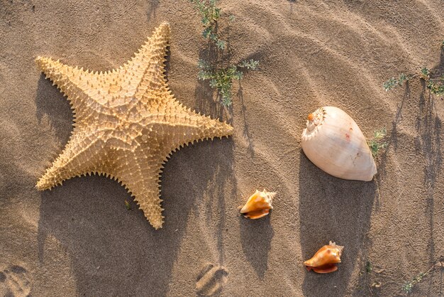 étoile De Mer Et Coquillages Sur Le Sable Dune Plage