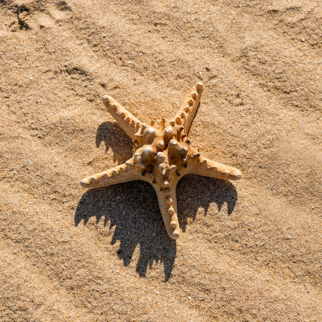 Étoile De Mer Sur Le Sable | Photo Gratuite