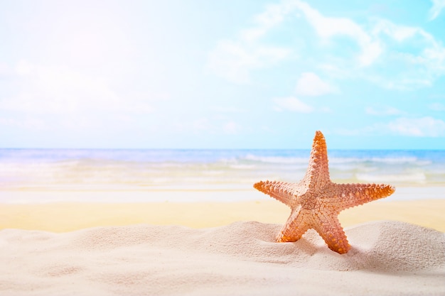 étoiles De Mer Sur La Plage Ensoleillée Dété Au Fond De L