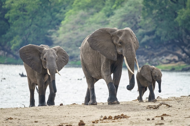 Famille D'éléphants D'afrique Marchant Près De La Rivière Avec Une ...
