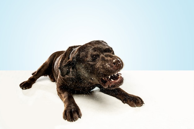 Fatigue Apres Une Bonne Marche Chien Labrador Retriever Au Chocolat Est Assis Et Baille Dans Le Plan Interieur D Un Jeune Animal De Compagnie Chiot Drole Sur Mur Blanc Photo Gratuite