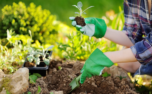 Femme, planter des semis au lit dans le jardin à la journée ensoleillée d'été Photo Premium