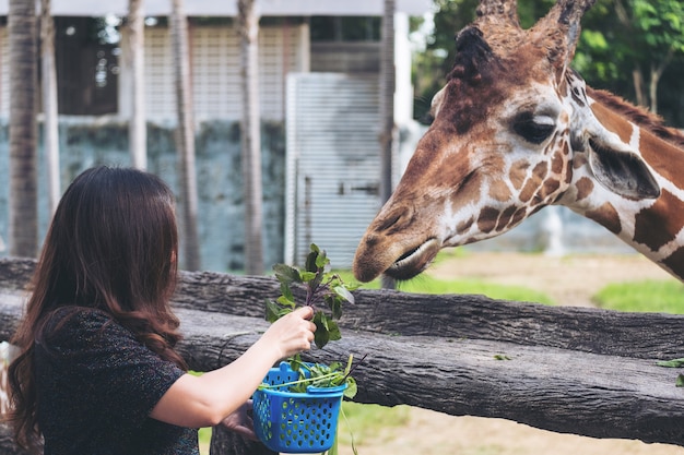 Femme Qui Nourrit Une Girafe Photo Premium