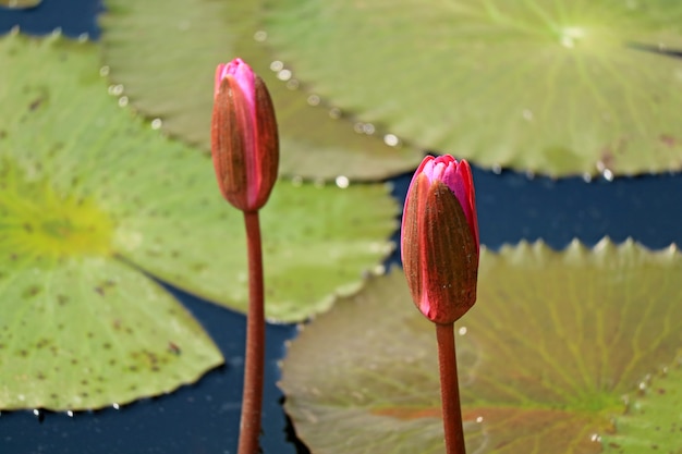 Fleurs Aquatiques Vecteurs Et Photos Gratuites