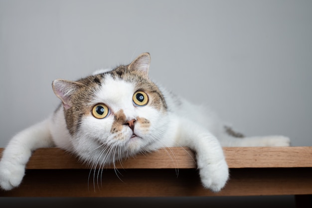 Fermez La Tete De Chat Scottish Fold Avec Le Visage Choquant Et Les Yeux Grands Ouverts Photo Premium