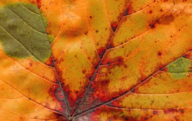 Feuille d'automne bouchent Photo Premium