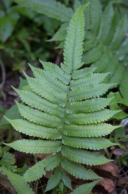 Feuille De Fougère Dans La Forêt | Photo Gratuite