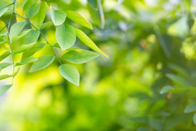 Feuille Verte Dans La Foret Photo Gratuite