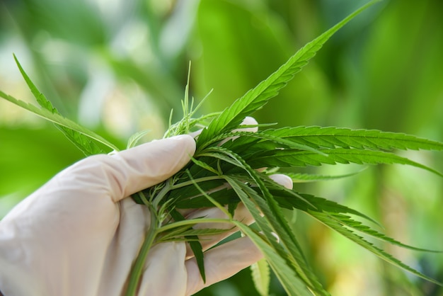 Feuilles de cannabis plante de marijuana sur la main et la nature g Photo Premium