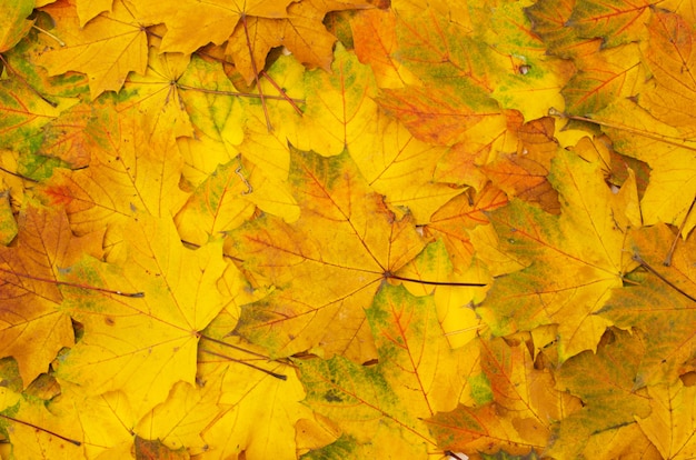 Feuilles Jaunes D Automne Photo Premium