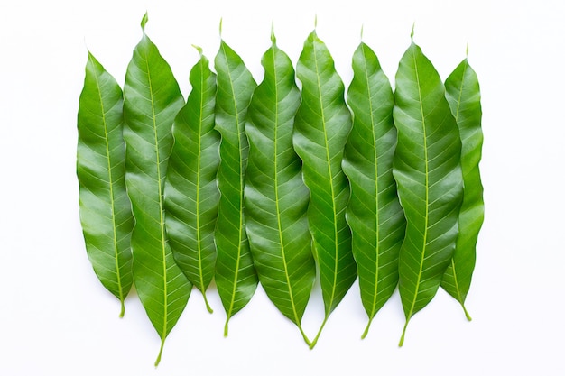 Feuilles de mangue sur fond blanc. Photo Premium