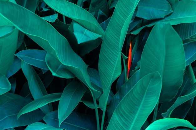 Feuilles tropicales fleur colorée sur feuillage tropical foncé nature fond feuillage vert foncé Photo Premium