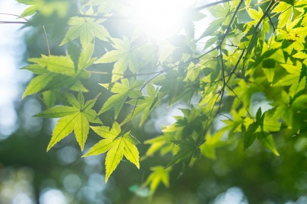 Les Feuilles Vertes D un Arbre  Avec Arri re  plan  Flou 