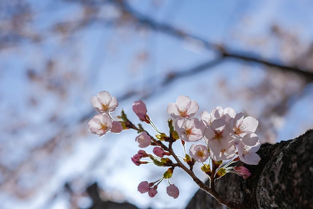 Fleur De Cerisier Ou Arbre à Fleurs Sakura Rose