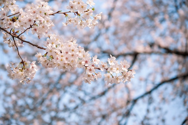 Fleur De Cerisier Fond De Sakura Blanc Télécharger Des