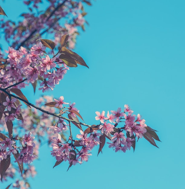 Fleur De Cerisier De L Himalaya Sauvage Au Printemps Sur Ciel Bleu