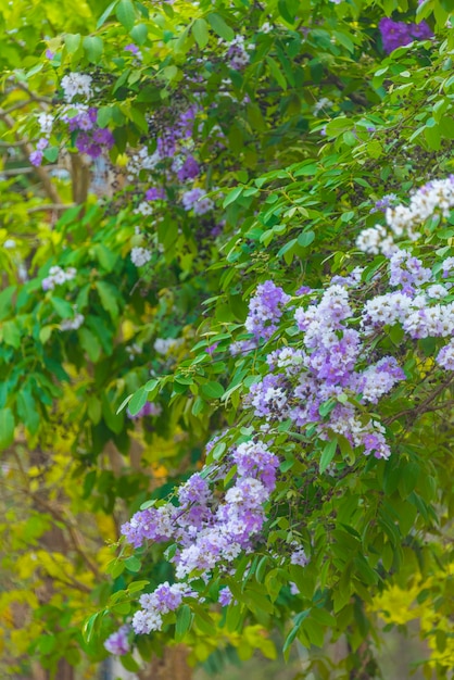 Fleur Colorée Sur Un Arbre Tropical En Thaïlande Scène