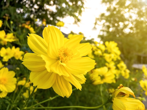 Fleur De Cosmos Et Fleur De Vaisseau Jaune Sur Le Bord De La