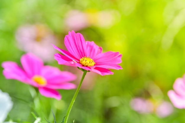 Fleur De Cosmos Rose Dans Le Champ Du Cosmos Télécharger