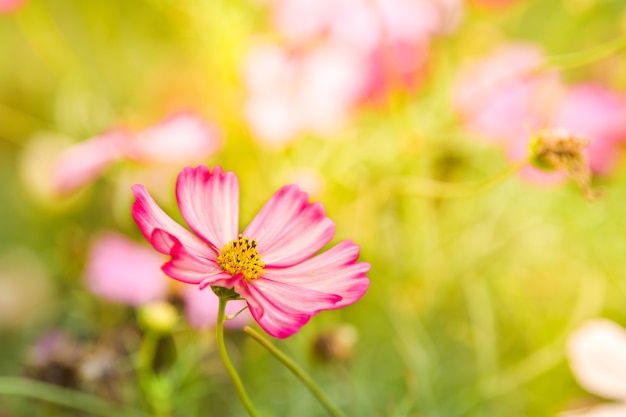 Fleur De Cosmos Rose Dans Le Champ Du Cosmos Télécharger