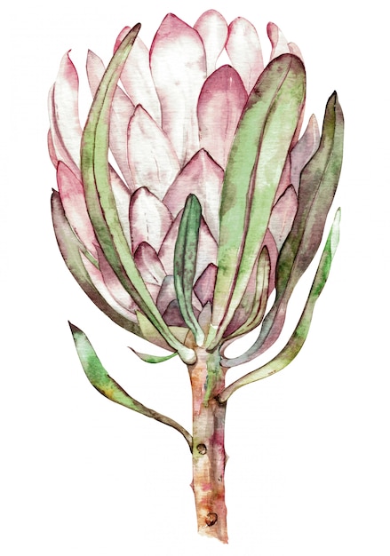 Fleur Exotique Aquarelle Protea Illustration Dessinee A La Main Photo Premium