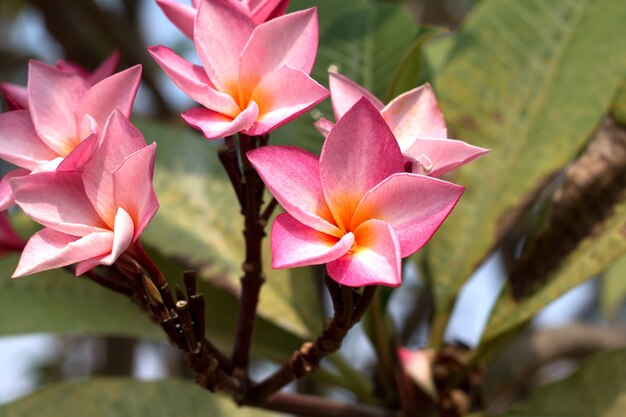 Fleur De Frangipanier Tropical Spa Plumeria Fleur Sur