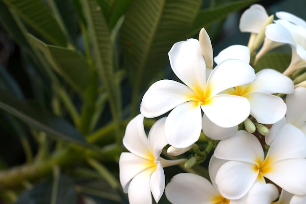 Fleur De Frangipanier Tropical Spa Plumeria Fleur Sur