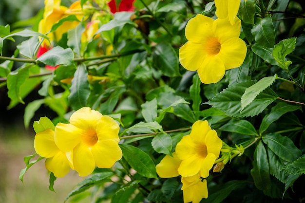 Fleur Jaune Sur Arbre Télécharger Des Photos Premium