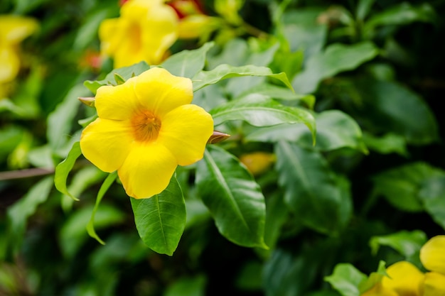 Fleur Jaune Sur Arbre Télécharger Des Photos Premium