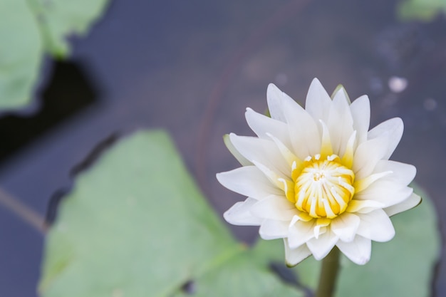 Fleur De Lotus Ou Fleur De Nénuphar Qui Fleurit Sur Fond De