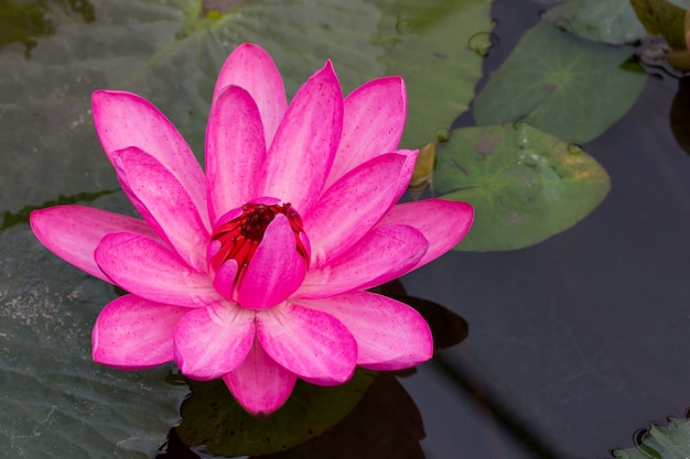 Fleur De Lotus Rose Dans Un étang Télécharger Des Photos