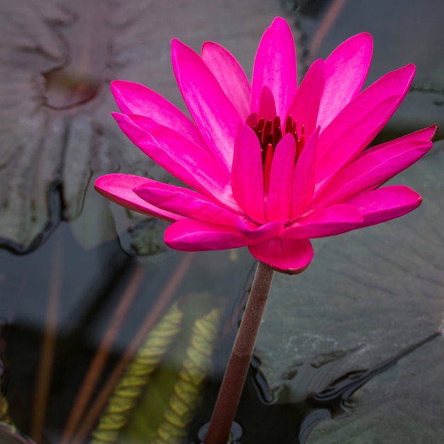 Fleur De Lotus Rose Dans Un étang Télécharger Des Photos