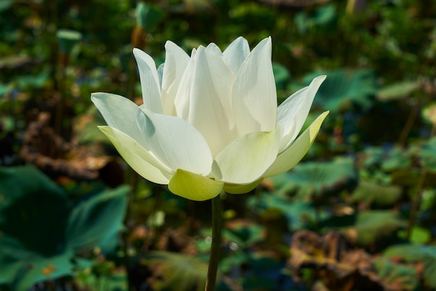 Fleur De Lotus Télécharger Des Photos Gratuitement