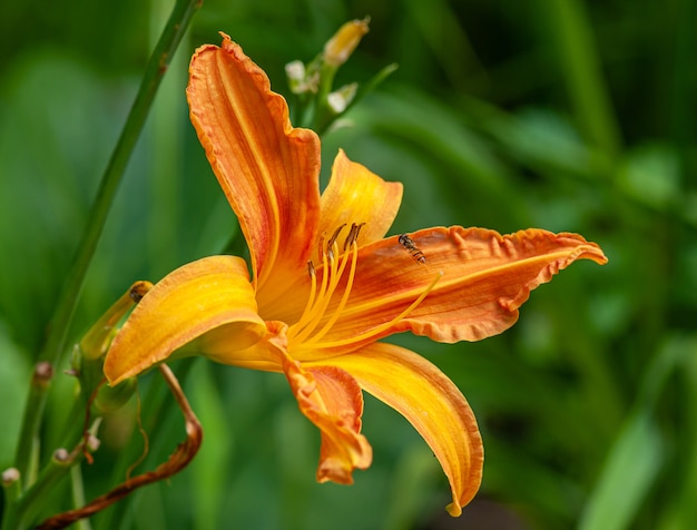 Fleur De Lys Orange | Photo Premium