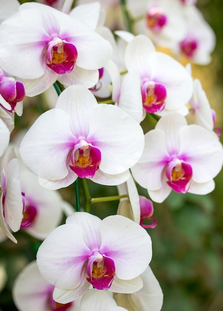 Fleur D Orchidee Phalaenopsis Blanche Photo Gratuite