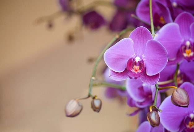 Fleur D Orchidee Phalaenopsis Photo Gratuite