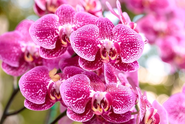 Fleur D Orchidee Phalaenopsis Photo Gratuite