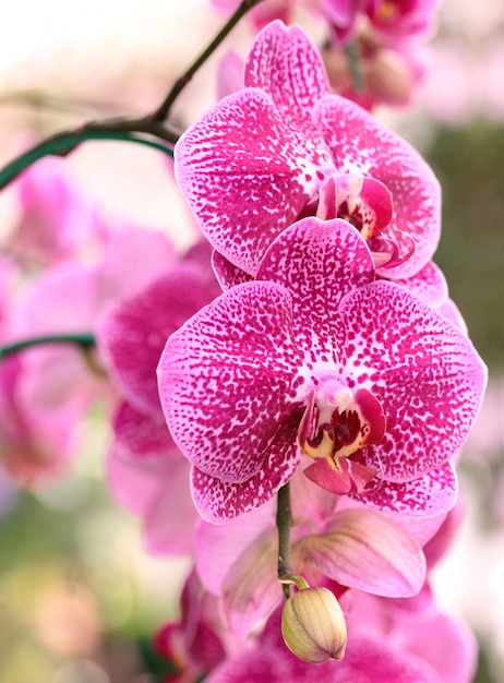 Fleur D Orchidee Phalaenopsis Photo Gratuite