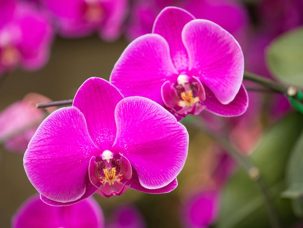 Fleur D Orchidee Rose Phalaenopsis Photo Gratuite