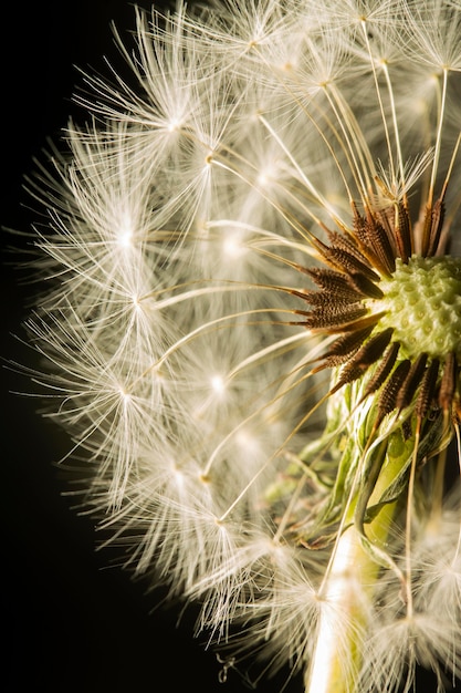 Fleur De Pissenlit Gros Plan Photo Gratuite